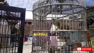 cigun vs ciwah masteran murai batu dan cucak ijo