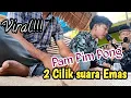 Qasidah Aceh - Pam Pim Pong 2 Cilik - suara Emas