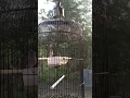 Download Lagu burung sanger gacorr !! bunyi pagi hari enak di dengar