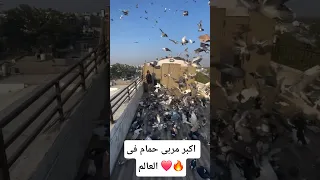 شوف الحمام كتير قد اييييه حمام طيور Pigeon نش حمام Birds 