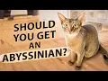 Should You Get An Abyssinian - 10 Things I Wish I d Known Before Getting An Abysinnian Cat