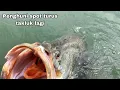 Download Lagu AKHIRNYA IKAN BESAR BARRAMUNDI PENGHUNI SPOT TURUS NAIK !! Mancing kakap putih