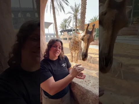 Giant giraffe 🦒 is coming for some snacks!