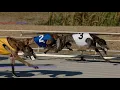 Daytona Beach Hot Dog 2019