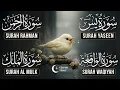 Lagu Surah Yasin | Surah Rahman | Surah Waqia | Surah Mulk | Full HD | Quran Hour | Alaa Aqel