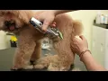 oneisall Metal Dog Clippers for Thick Hair