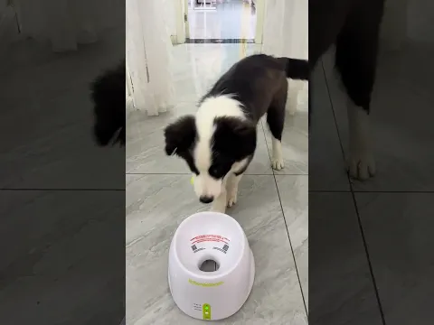 Border Collie puppy shows off impressive ball-catching skills in Henan, China