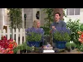 Roberta's 6-piece American Bred Phenomenal Lavender on QVC