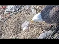 Duke Farms Bald Eagle Cam on 26 3 up to 1 20 PM some parent vocals at end