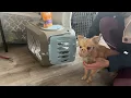 Teaching a small dog to enjoy wearing a muzzle