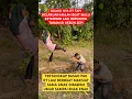 Download Lagu PAK RT KETAHUAN LAGI ENAK ENAK SAMA JANDA DI KEBON #radenimbalampung