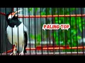Cukup 3 MENIT SAJA Jalak Suren BAKAL NYAUT dan Ikutan GACOR Dengan Pancingan Jalak SUREN Ini