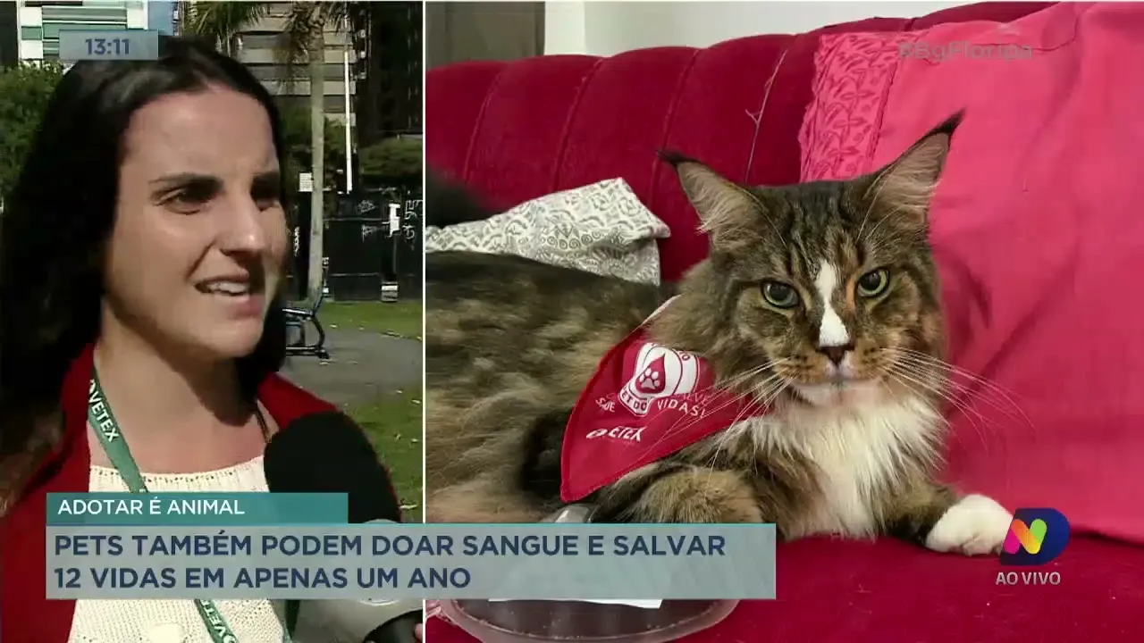 Adotar é Animal: pets também podem doar sangue e salvar 12 vidas em apenas um ano