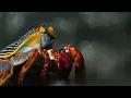 Crab vs Eel vs Octopus Blue Planet II BBC Earth