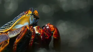 Download Crab vs Eel vs Octopus | Blue Planet II | BBC Earth MP3