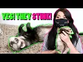 What It s REALLY Like To Keep Ferrets As Pets