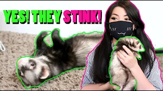 What It s REALLY Like To Keep Ferrets As Pets