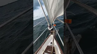 Dolphins following my boat