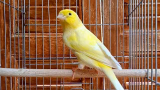 نداء أنثى الكناري لتجهيز الذكر للتزاوج Canário Belga Canary Singing Training 