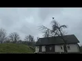 Chicken on tree screaming Ringtone 05 20 2026