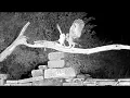 Tawny Owl v Barn Owl Dramatic Standoff of Between Owl Species Discover Wildlife Robert E Fuller