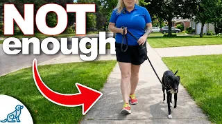 What Your Dog Is REALLY Missing On Walks