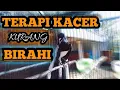 Download Lagu PANCINGAN KACER GACOR EFEKTIF MENINGKATKAN BIRAHI BURUNG KURANG FIGHTER DAN CEPET KEMBALI GACOR