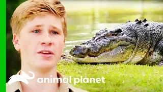 Download Moving The Biggest Croc At Australia Zoo | Crikey! It's The Irwins MP3