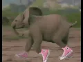 Funny Running Elephant Gif