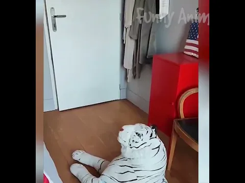 Funny Animals Videos #shorts
