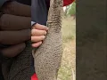 Download Lagu Highly Venomous Monitor lizards #youtubeshorts #shortvideo #trending