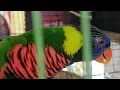Download Lagu suara burung nuri pelangi unik