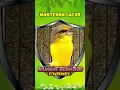 Download Lagu Masteran Burung Mantenan #masteranjernih #masteranburung #mantenangacor