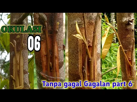 Download MP3 Okulasi ‼️ Tempel sisip Durian Tanpa gagal Gagalan part 6