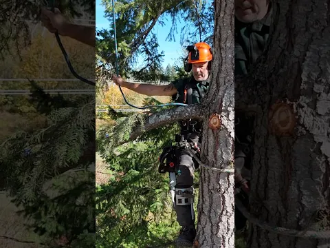 Swinging Limbs #logger #timberfaller #treeman
