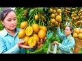 Download Lagu 薬用フルーツ！キンカンを収穫｜甘酸っぱくて体調に優しい果物🍊