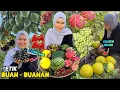 Petik buah segar dikebun | panen buah-buahan