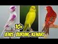 Download Lagu 11 Jenis Burung Kenari Beserta Ciri2nya Masing-Masing