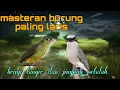 Lagu Masteran paling laris brinji tungir dan jingjing petulak 🔥