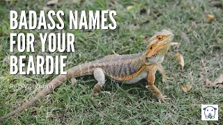Badass Names For Your BEARDED DRAGON