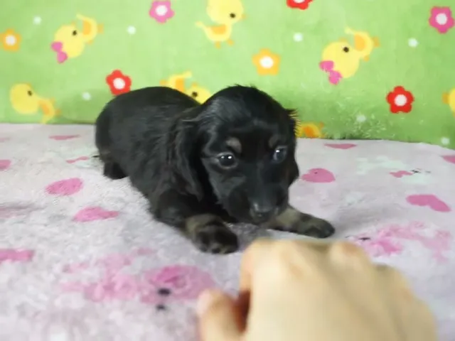 動画