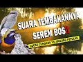 Download Lagu SUARANYA SEREM BOSS‼️ MASTERAN SUARA KUNTI CUCAK CUNGKOK VS JINGJING PETULAK AUDIO JERNIH‼️