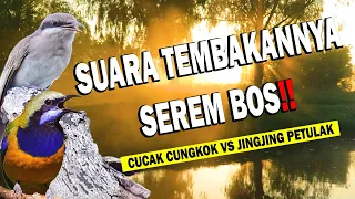 suaranya serem boss masteran suara kunti cucak cungkok vs jingjing petulak audio jernih 