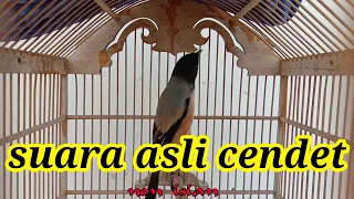 Download Suara asli burung cendet - cendet 1 isian ( the original voice of long-tailed shrike ) MP3