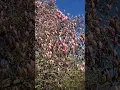 Staten Island Magnolia Time