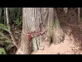 Download Lagu Felling trees from the first perspective, felling five trees at a time! #FellingTrees #Decompression