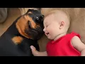 When Babies Are RAISED by the LOVE of a Rottweiler Dogs