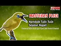 Download Lagu MASTERAN PLECI||NEMBAK TULIT TULIT SEJALUR RAPET||MASTERAN PLECI BAHAN AGAR CEPET BUKA PARUH\u0026NEMBAK