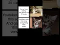 Download Lagu But why💀 #shorts #shortvideo #memes #vibes #cat #funny #100kview #TupiTuber