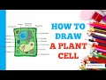How to Draw a Plant Cell Easy Step by Step Drawing Tutorial for Beginners